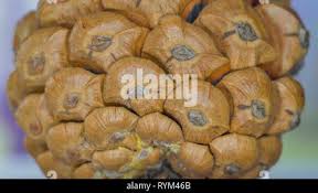 Attēlu rezultāti vaicājumam “Pinus nigra fruit”