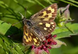 Attēlu rezultāti vaicājumam “Carterocephalus silvicolus”