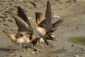 Image result for Petrochelidon pyrrhonota