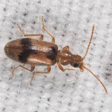 Attēlu rezultāti vaicājumam “Notoxus monoceros”