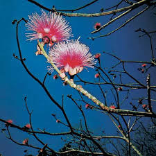 Attēlu rezultāti vaicājumam “Cistaceae”