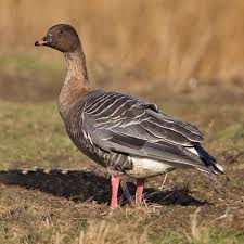 Attēlu rezultāti vaicājumam “Anser brachyrhynchus adult”