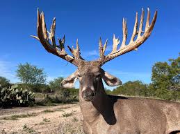 Image result for Big Bucks High Rollers