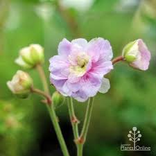 Attēlu rezultāti vaicājumam “Geranium pratense bud”