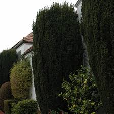 Attēlu rezultāti vaicājumam “Taxus baccata”