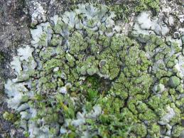 Attēlu rezultāti vaicājumam “Phaeophyscia orbicularis”