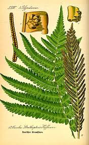 Attēlu rezultāti vaicājumam “Matteuccia struthiopteris”