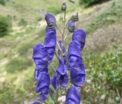 Attēlu rezultāti vaicājumam “Aconitum napellus”