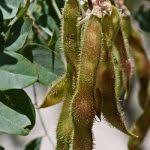 Attēlu rezultāti vaicājumam “Robinia neomexicana fruit”