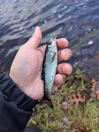 Image result for Minytrema melanops