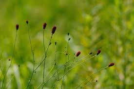 Attēlu rezultāti vaicājumam “Sanguisorba officinalis bud”