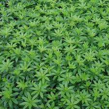 Image result for Galium odoratum