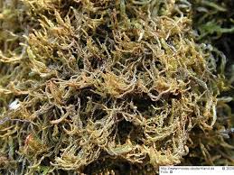 Attēlu rezultāti vaicājumam “Anastrophyllum minutum”