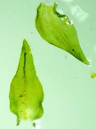 Attēlu rezultāti vaicājumam “Anomodon attenuatus”