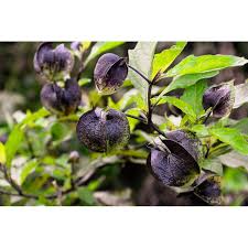 Attēlu rezultāti vaicājumam “Nicandra physalodes fruit”