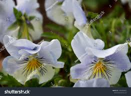 Attēlu rezultāti vaicājumam “Viola tricolor subsp. curtisii flower”