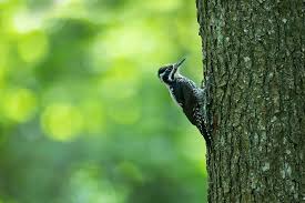 Attēlu rezultāti vaicājumam “Picoides tridactylus”