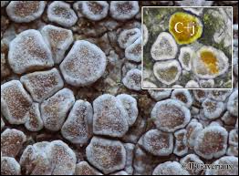 Attēlu rezultāti vaicājumam “Lecanora carpinea”