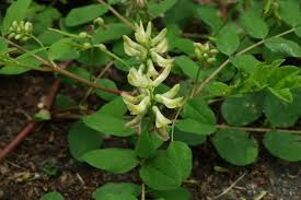 Attēlu rezultāti vaicājumam “Astragalus glycyphyllos”