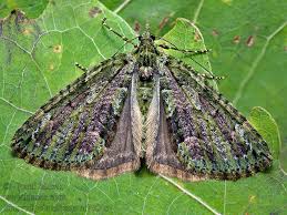 Attēlu rezultāti vaicājumam “Chloroclysta siterata”