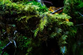 Attēlu rezultāti vaicājumam “Thuidium delicatulum”