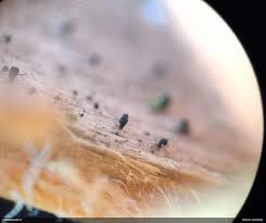 Attēlu rezultāti vaicājumam “Microcalicium disseminatum”