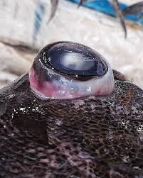 Image result for Eumegistus illustris