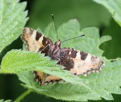 Attēlu rezultāti vaicājumam “Aglais urticae underside”