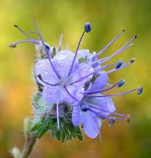 Attēlu rezultāti vaicājumam “Licea pusilla sessile”