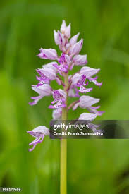 Attēlu rezultāti vaicājumam “Orchis militaris flower”