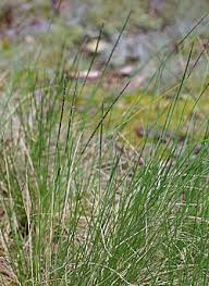 Attēlu rezultāti vaicājumam “Nardus stricta”