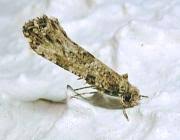 Attēlu rezultāti vaicājumam “Morophaga choragella”