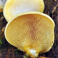 Attēlu rezultāti vaicājumam “Phyllotopsis nidulans”