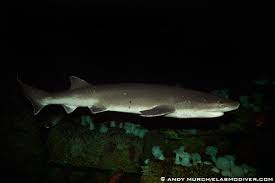 Image result for Notorynchus cepedianus