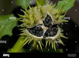 Attēlu rezultāti vaicājumam “Datura stramonium fruit”