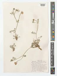 Attēlu rezultāti vaicājumam “Astragalus arenarius leaf”