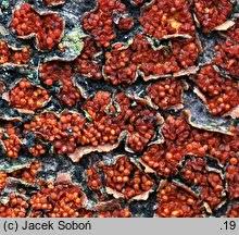 Attēlu rezultāti vaicājumam “Neonectria coccinea”