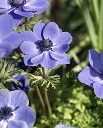 Image result for Anemonenarten
