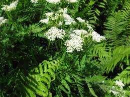 Image result for Myrrhis odorata