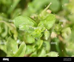 Attēlu rezultāti vaicājumam “Stellaria pallida”