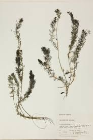 Attēlu rezultāti vaicājumam “Haloragaceae”