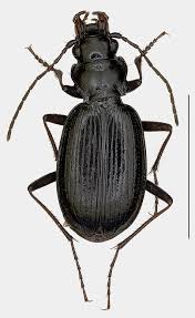 Attēlu rezultāti vaicājumam “Nebria livida”