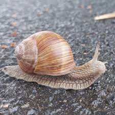 Attēlu rezultāti vaicājumam “Helix pomatia”