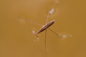 Attēlu rezultāti vaicājumam “Limnoporus rufoscutellatus”