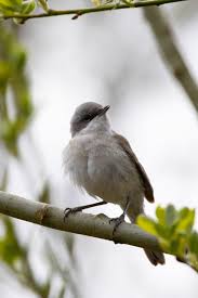 Attēlu rezultāti vaicājumam “Sylvia curruca adult”