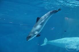Image result for Phocoena phocoena