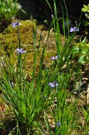 Attēlu rezultāti vaicājumam “Sisyrinchium montanum”