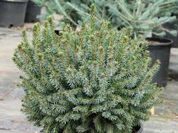 Attēlu rezultāti vaicājumam “Picea”