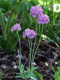 Attēlu rezultāti vaicājumam “Primula farinosa flower”
