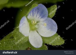 Attēlu rezultāti vaicājumam “Veronica agrestis flower”